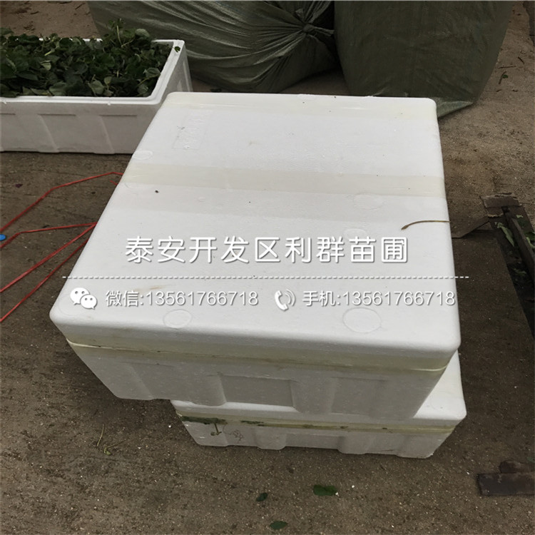 紅顏草莓苗基地
