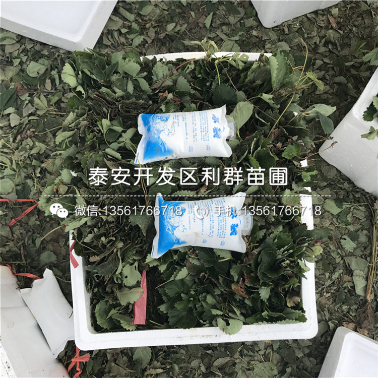 2019年草莓小苗價格、草莓小苗批發(fā)
