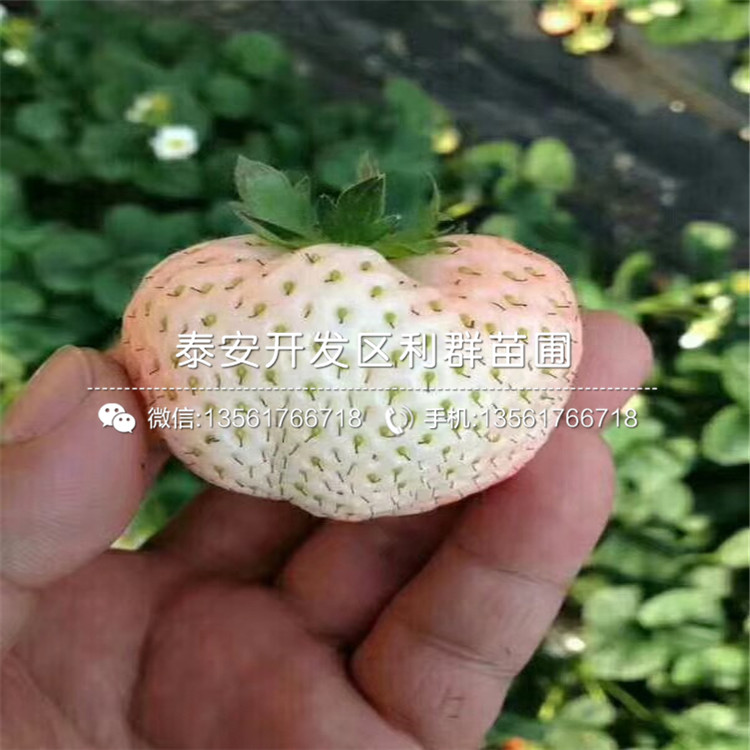 一號草莓苗價格、2019年一號草莓苗價格