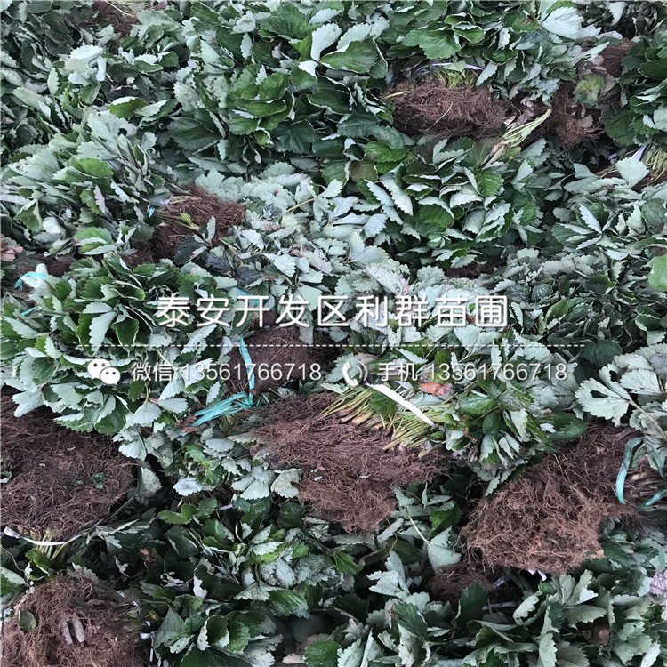 出售京泉香草莓苗多少錢一棵