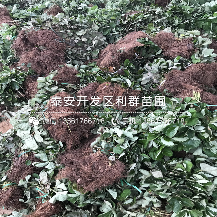 批發(fā)粉紅公主草莓苗