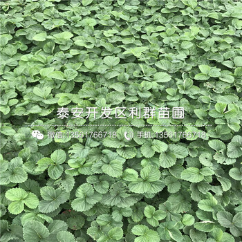 石莓七号草莓苗价格、2019年石莓七号草莓苗基地