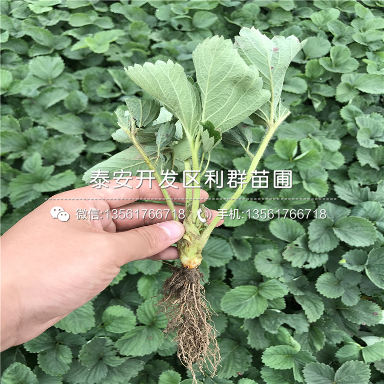 九香草莓苗