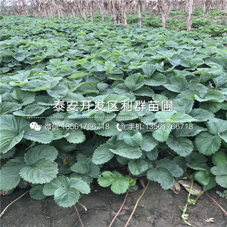 美王一號草莓苗多少錢一棵、美王一號草莓苗基地