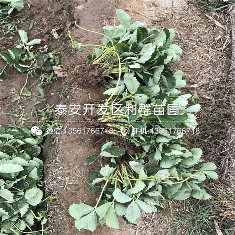 晚熟哈尼草莓苗多少錢一棵