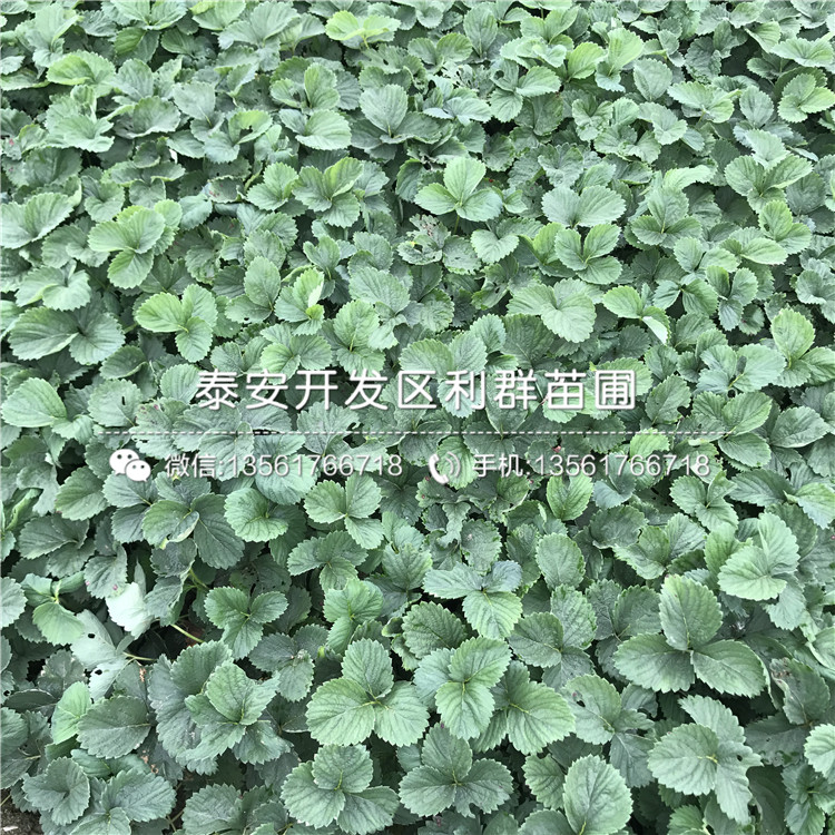 鬼怒甘草莓苗價錢、鬼怒甘草莓苗什么價格