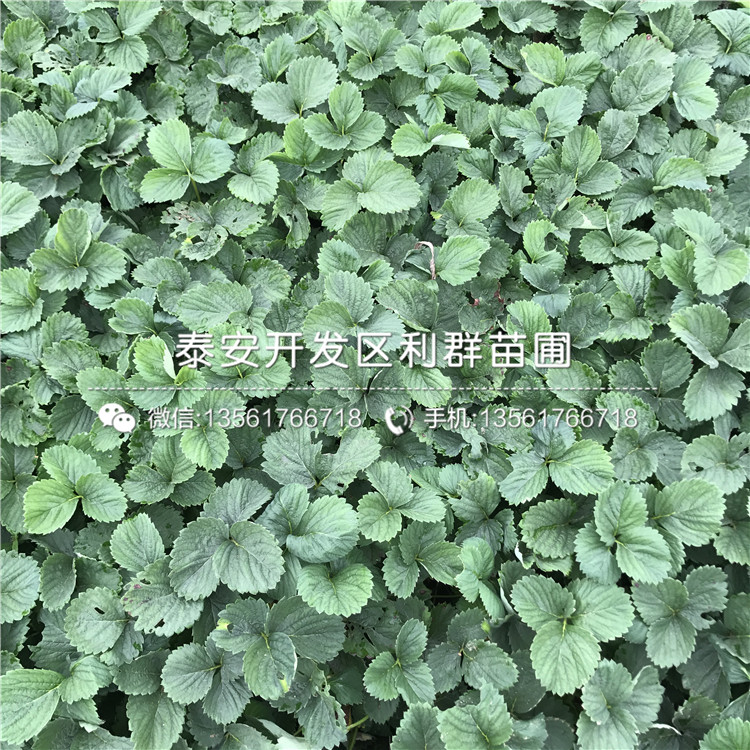 哪里有批發(fā)蜀香草莓苗、蜀香草莓苗價格多少