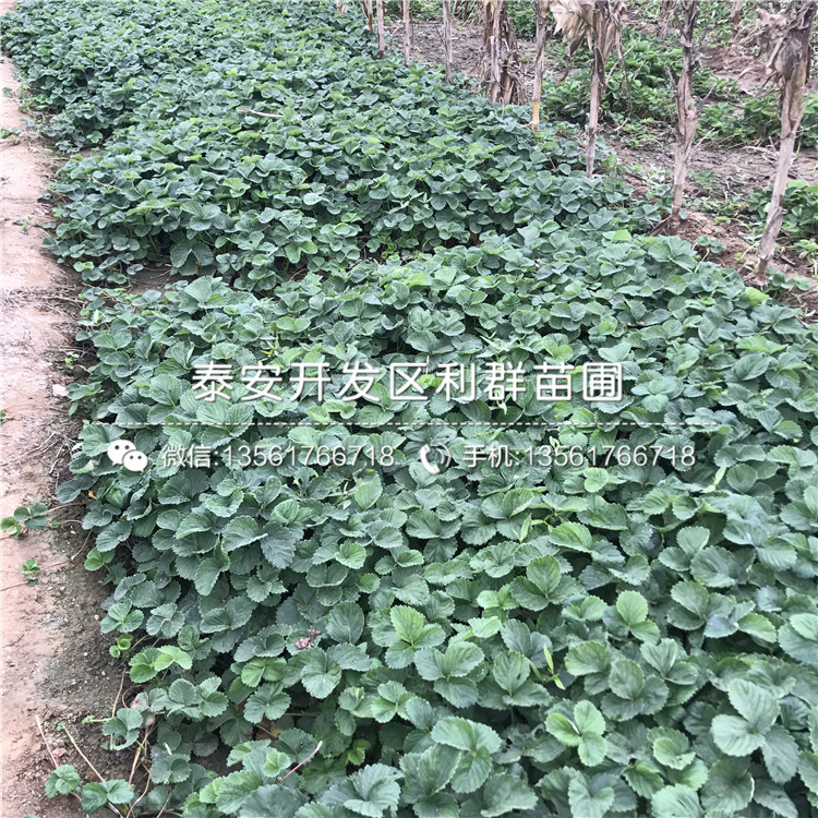 新品種紅袖添香草莓苗多少錢一棵