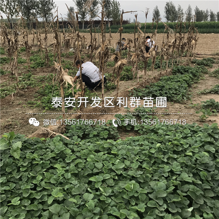 山東美香莎草莓苗價格
