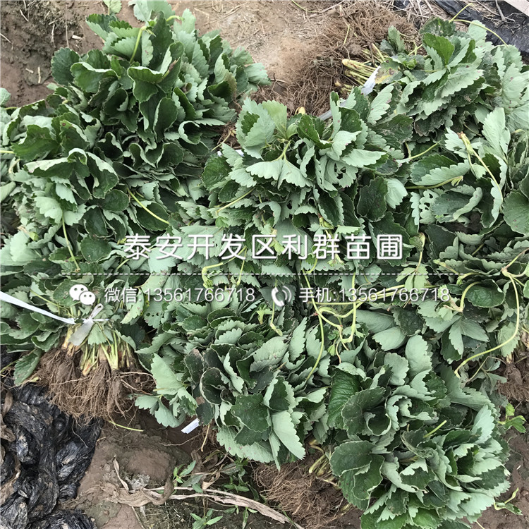 魯旺草莓苗出售、魯旺草莓苗價(jià)格