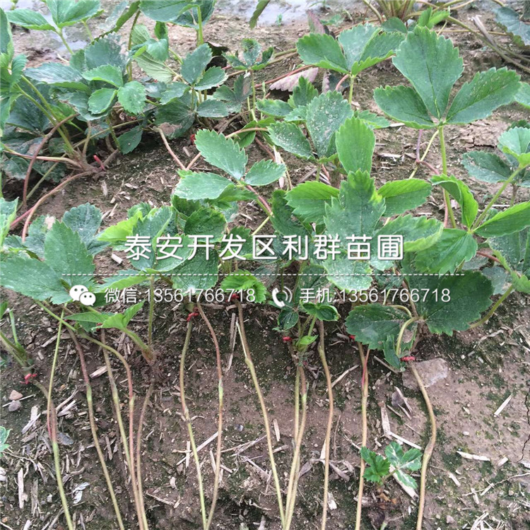 太空2008草莓苗出售、太空2008草莓苗基地