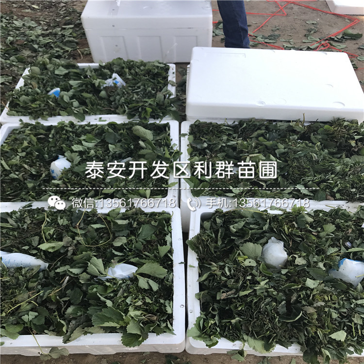 新品種寶交早生草莓苗出售基地
