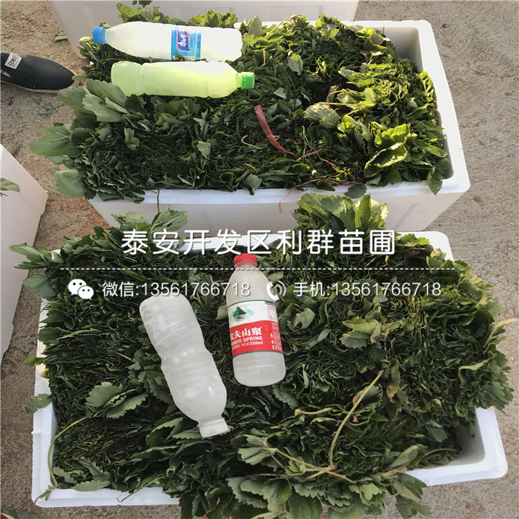 京藏香草莓苗品種