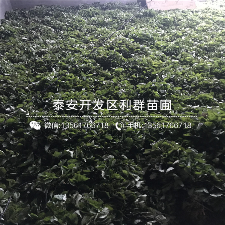 2019年寶交草莓苗基地