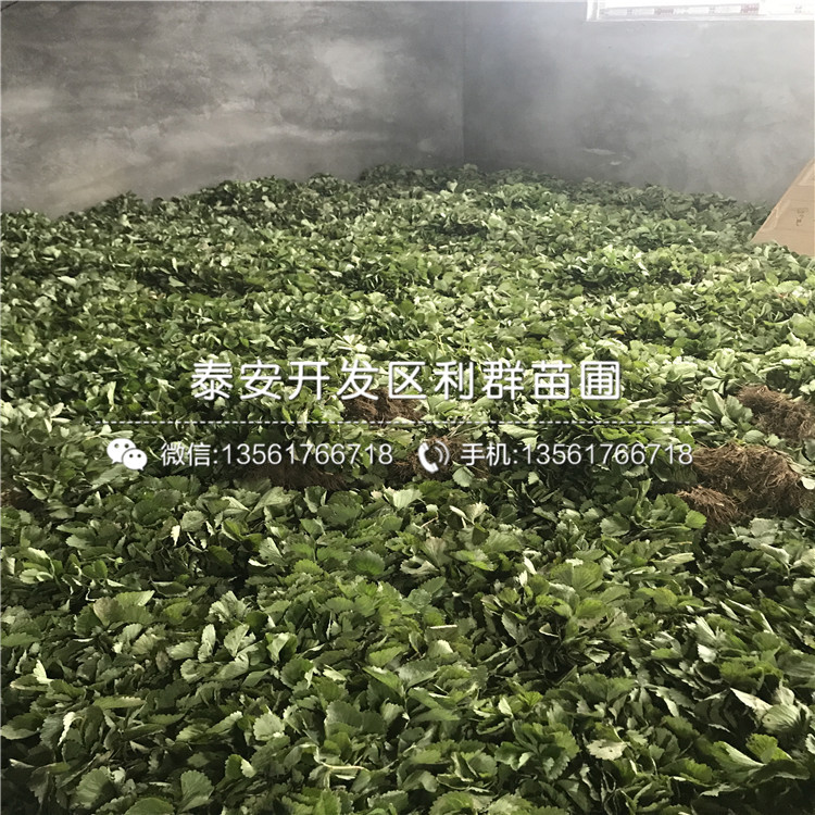 哪里有出售批發(fā)草莓苗、批發(fā)草莓苗價格是多少