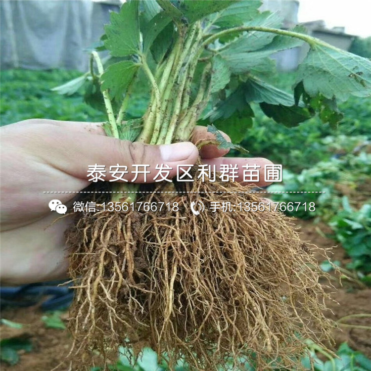 希利亞草莓苗基地出售基地