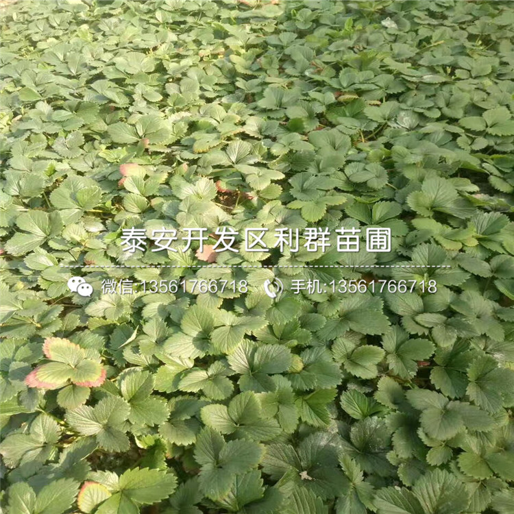 新品種書香草莓苗出售基地
