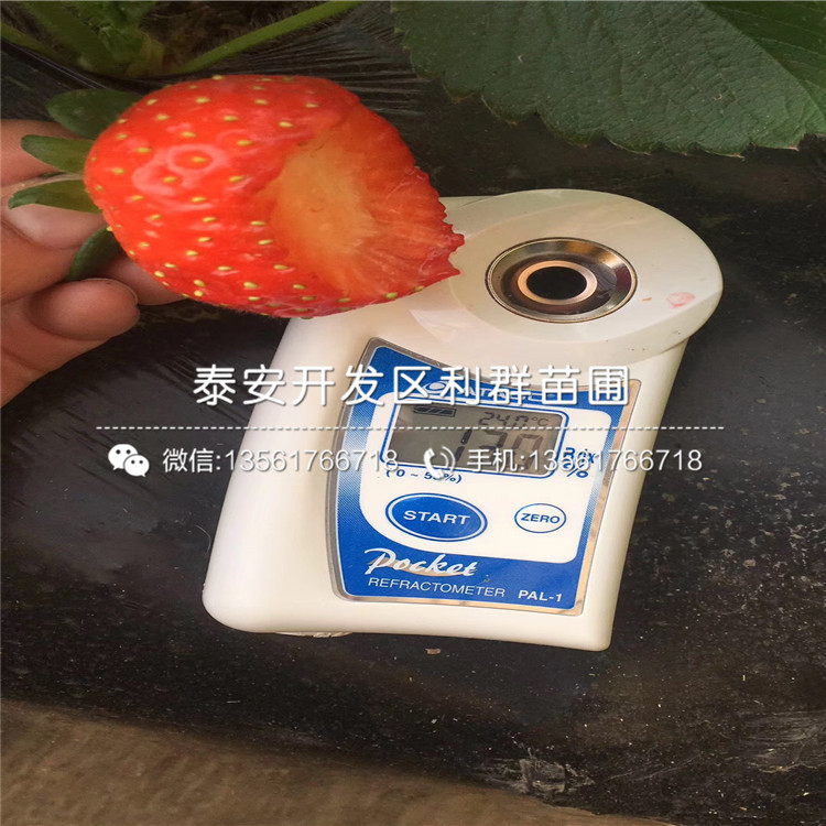 冬香草莓苗價格、2019年冬香草莓苗基地
