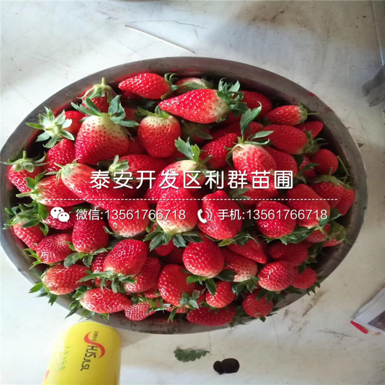 哪里有草莓苗