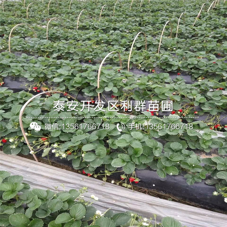 山東京桃香草莓苗價(jià)格、山東京桃香草莓苗價(jià)格是多少