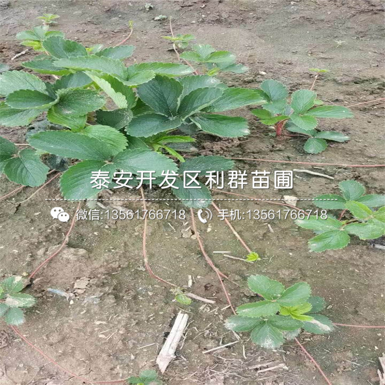 什么地方賣醉俠草莓苗、醉俠草莓苗價格是多少