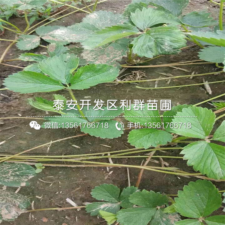 哪里有賣紅實(shí)美草莓苗的、2019年紅實(shí)美草莓苗價(jià)格