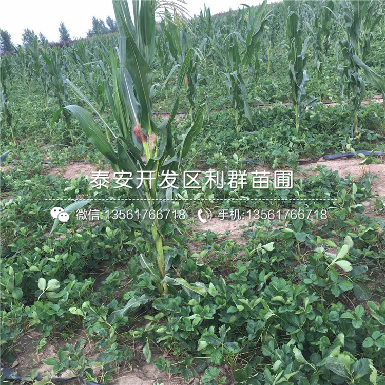 蜀香草莓苗出售基地、蜀香草莓苗價(jià)格是多少