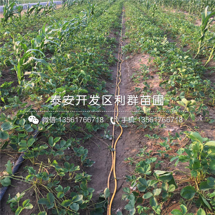 2019年圣誕紅草莓苗、圣誕紅草莓苗基地