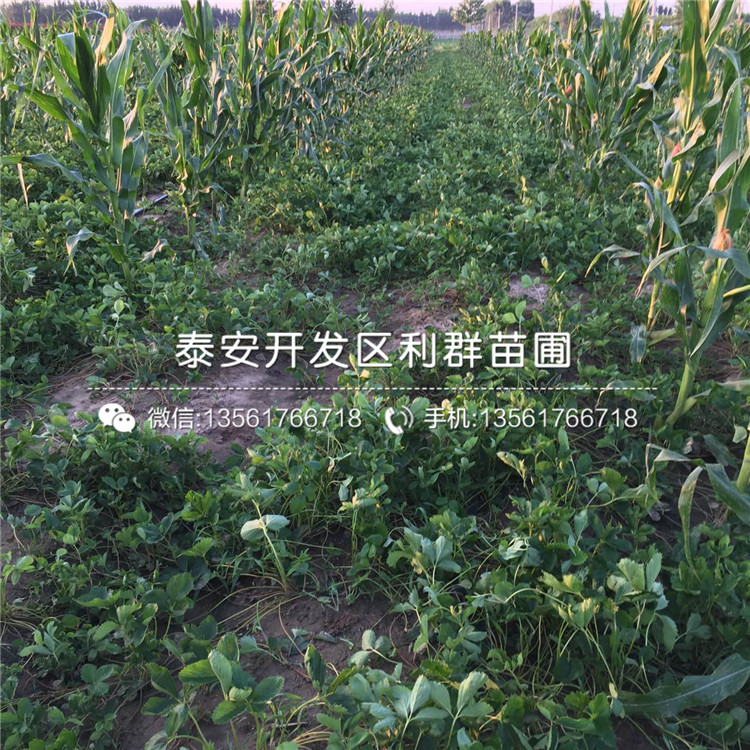 紅寶石草莓苗哪里便宜、2019年紅寶石草莓苗多少錢一棵