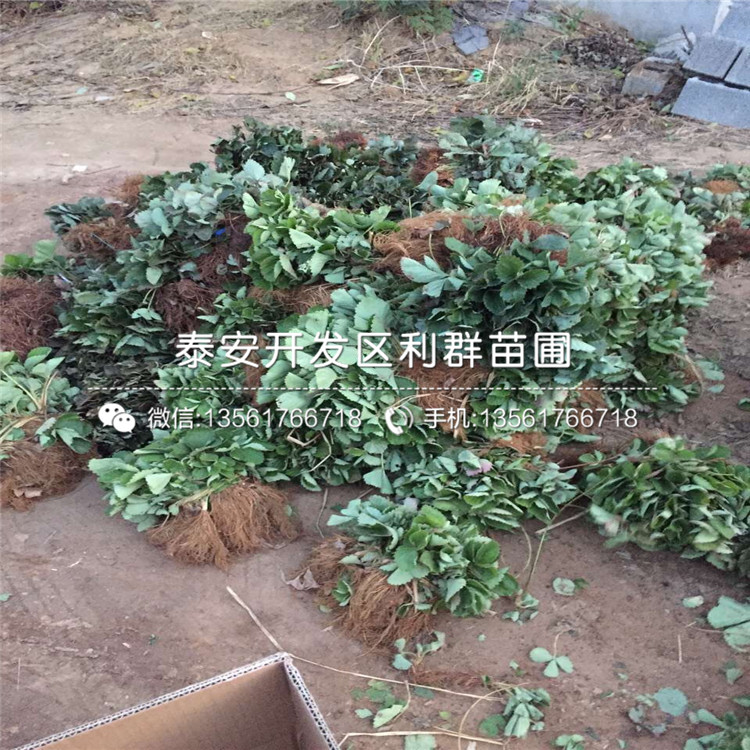 晶瑤草莓苗多少錢、晶瑤草莓苗價格多少