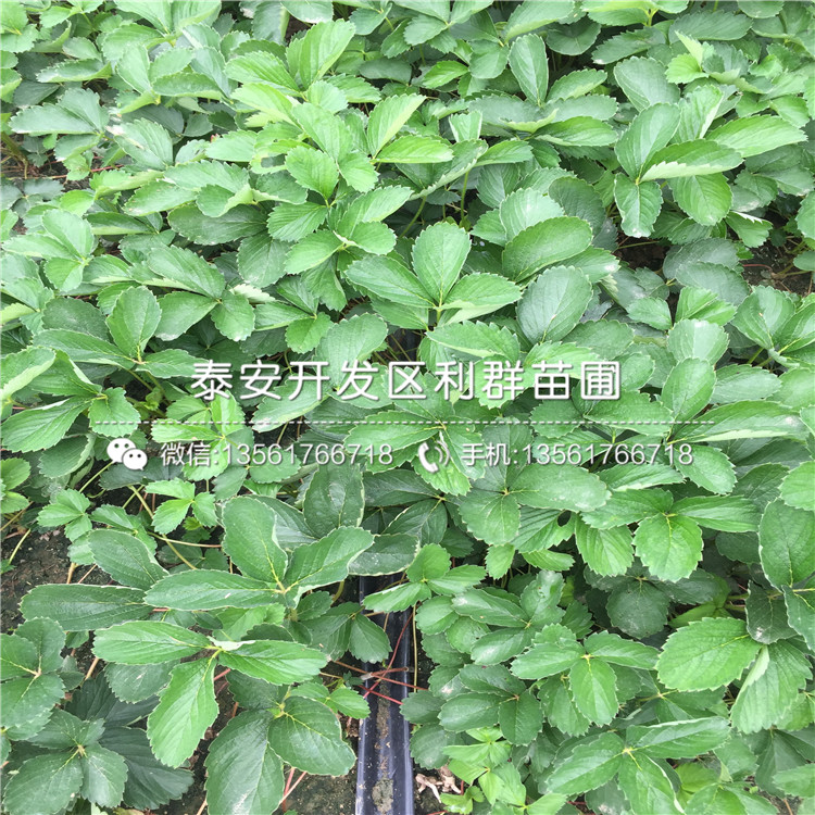 山東法蘭地草莓苗批發(fā)基地