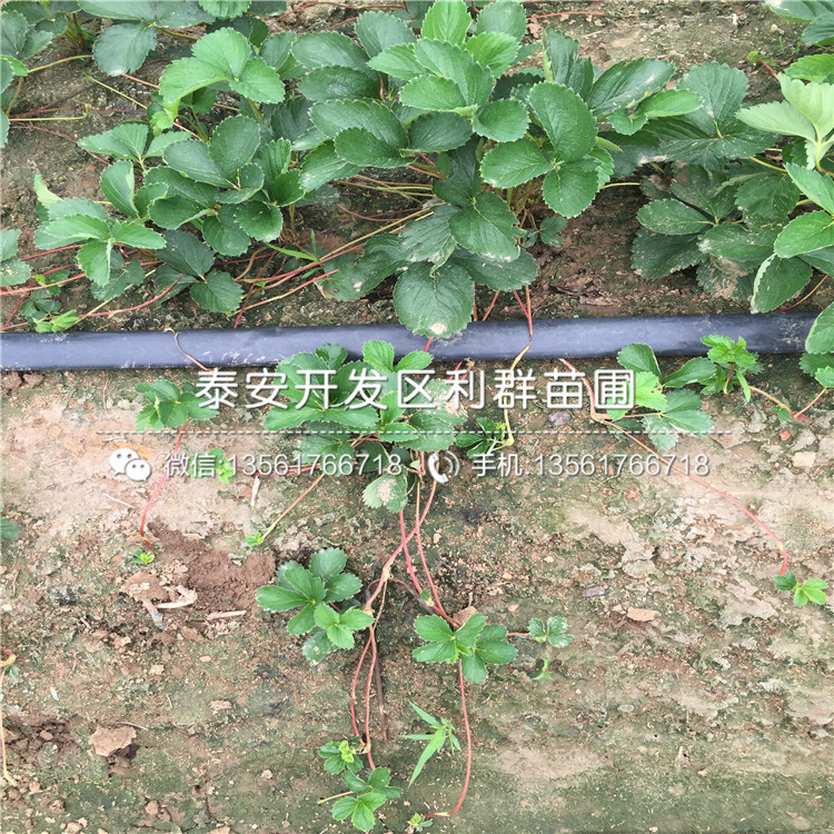 燕香草莓苗出售价格、燕香草莓苗批发基地