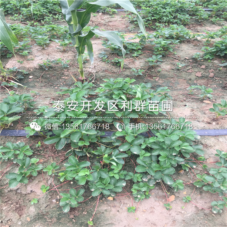 章姬草莓苗基地、章姬草莓苗出售基地