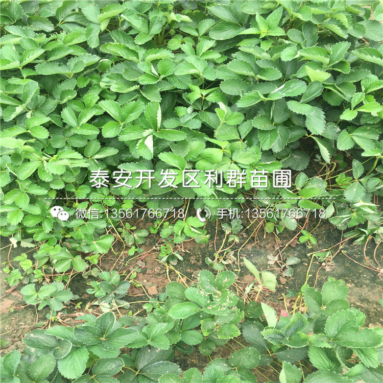 2019年脱毒草莓苗、脱毒草莓苗多少钱一棵