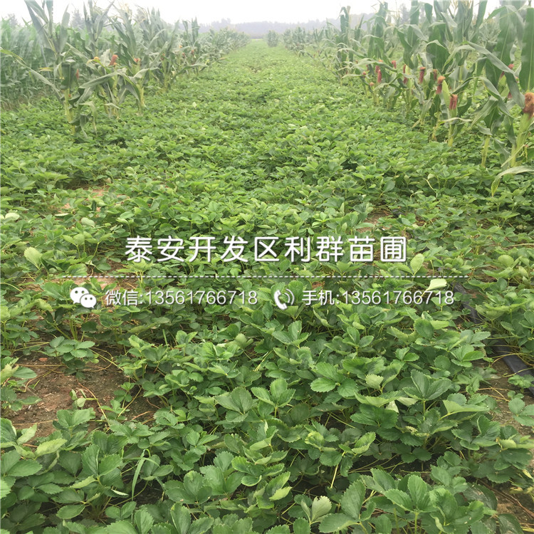 出售京泉香草莓苗多少錢一棵