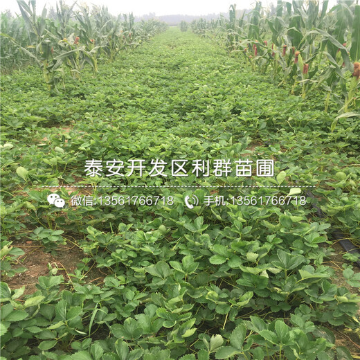 哪里有紅夏草莓苗批發(fā)、紅夏草莓苗價格多少