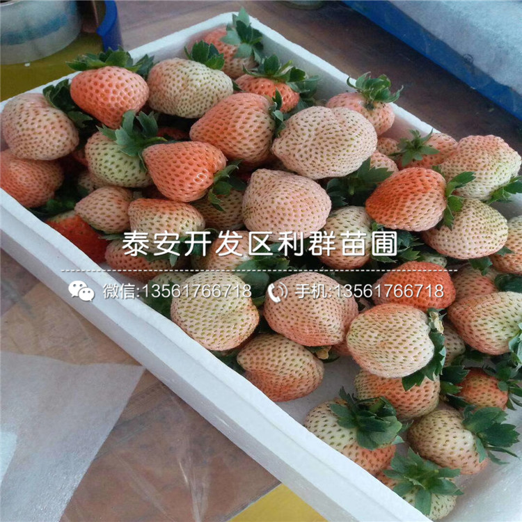 燕香草莓苗批發(fā)、2019年燕香草莓苗報價多少