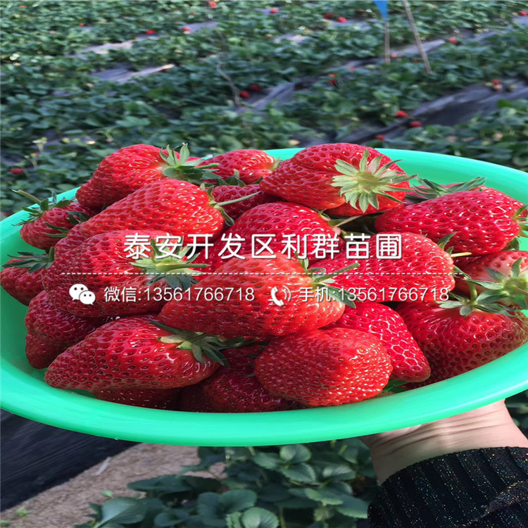 卡姆蘿莎草莓苗價(jià)格是多少