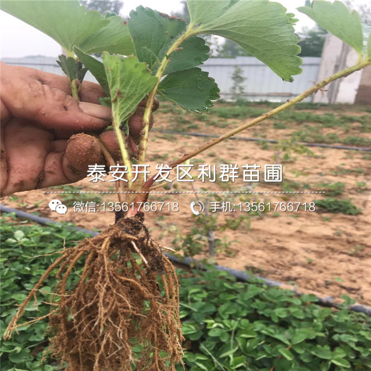 哪里有組培草莓苗出售、2019年組培草莓苗報價