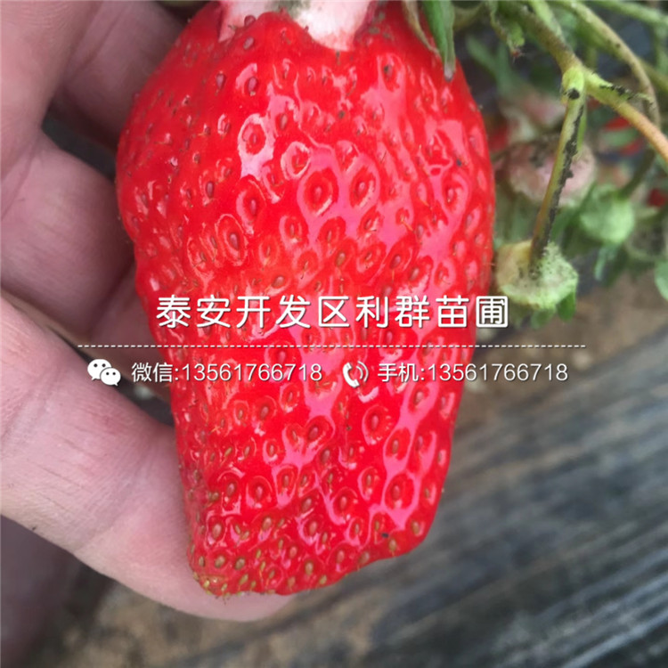 2018年京郊小白草莓苗價格、京郊小白草莓苗價格是多少