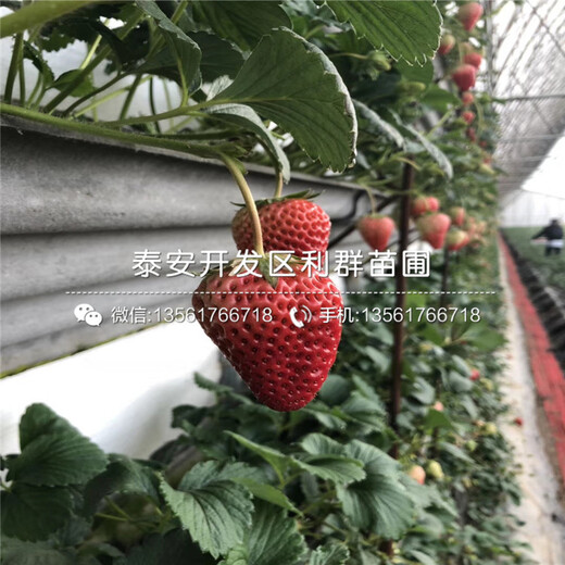 草莓小苗多少錢、草莓小苗出售基地