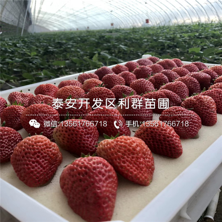 山東草莓苗批發(fā)、2019年山東草莓苗多少錢
