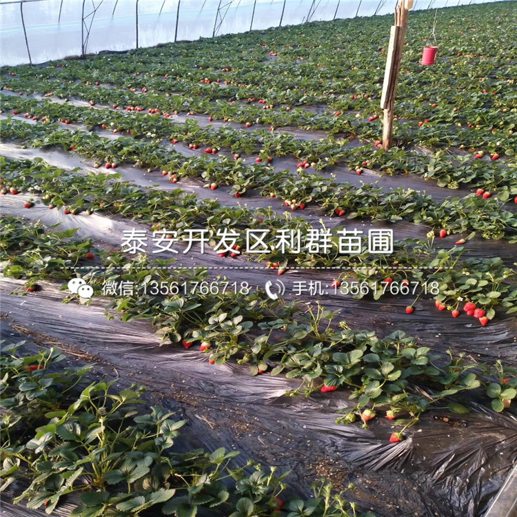 京郊小白草莓苗、京郊小白草莓苗一棵多少錢