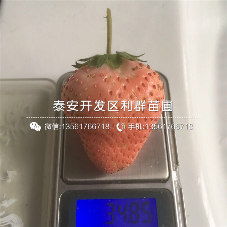 批发新世纪一号草莓苗价格多少