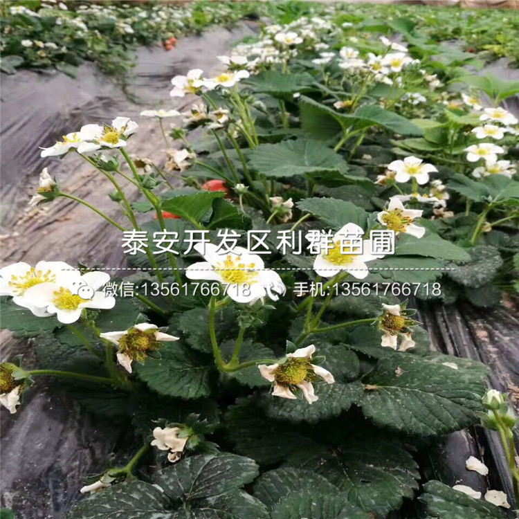 四季草莓苗哪里有賣(mài)、2019年四季草莓苗價(jià)格