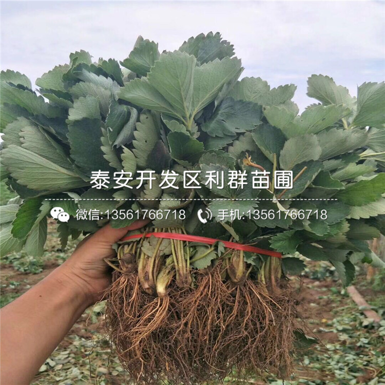 卡麥羅莎草莓苗報價、卡麥羅莎草莓苗價格是多少
