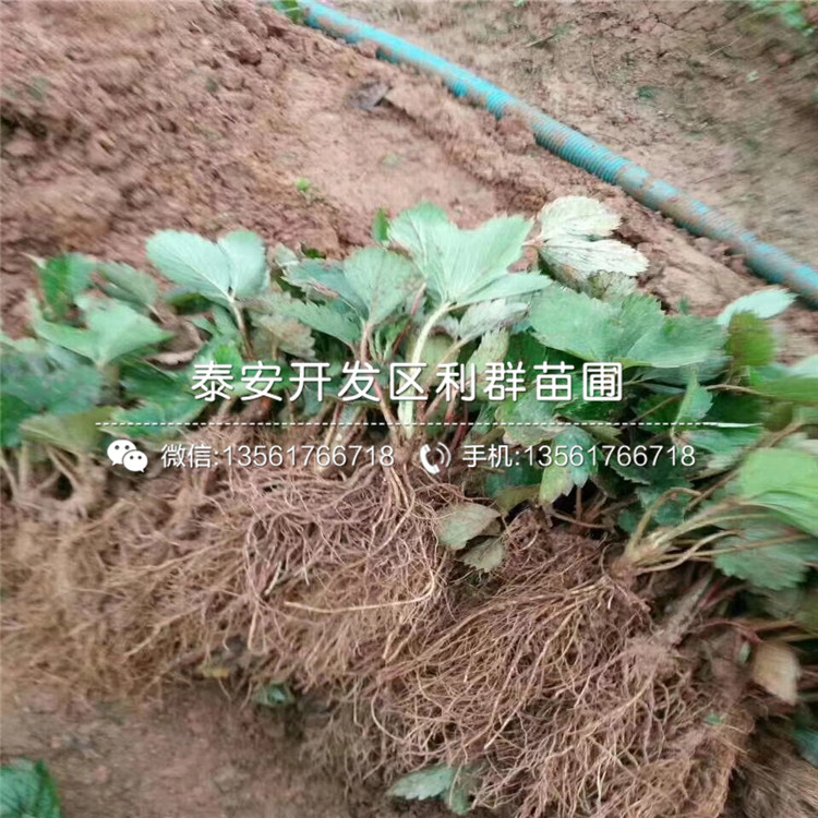 山东红脸颊草莓苗报价