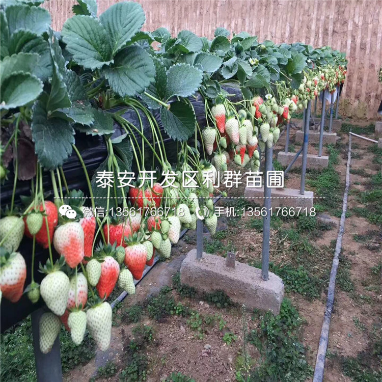 出售寧豐草莓苗
