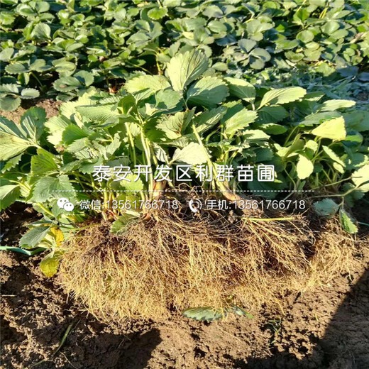 山東美王一號草莓苗、美王一號草莓苗價格多少