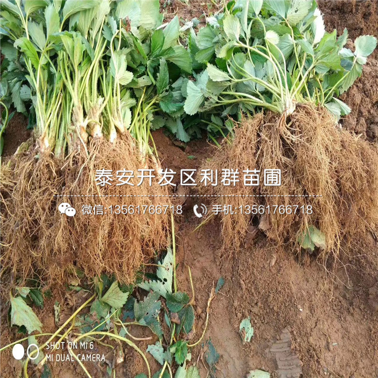 四季草莓苗價(jià)格、四季草莓苗報(bào)價(jià)是多少